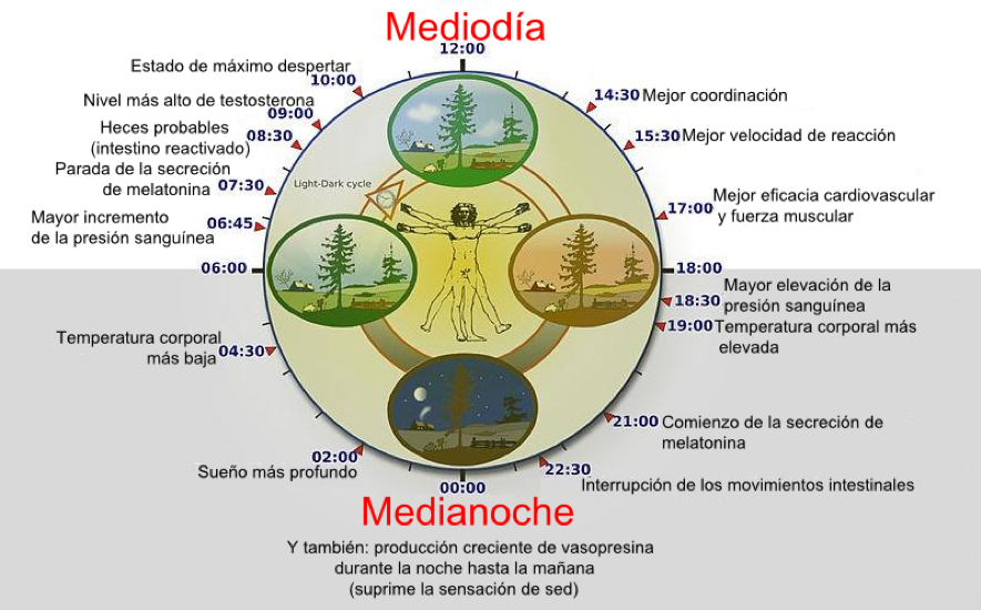 IPK Academy Ritmos Circadianos